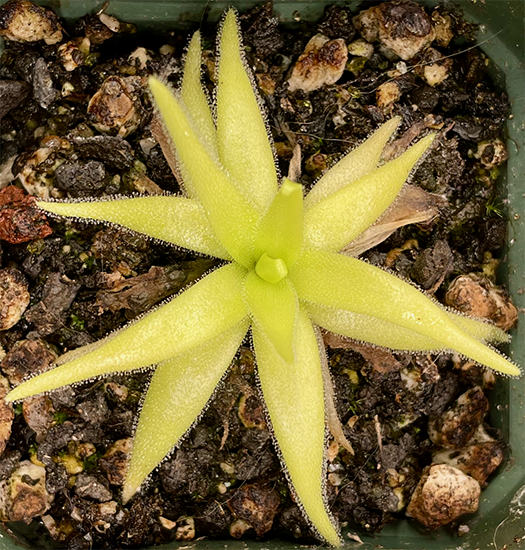 (image for) Pinguicula (heterophylla x Medusina) x Gigantea White Flower